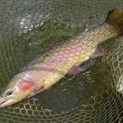 大安トラウトレイク 釣果